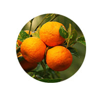 Ingredient 3